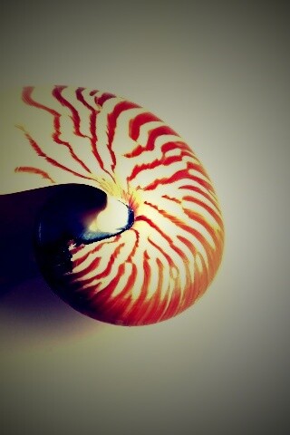 Ракушка в полоску обои