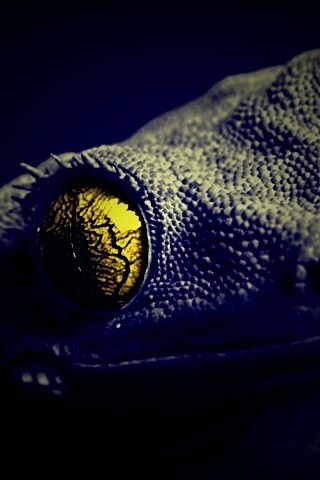 Ящерка обои