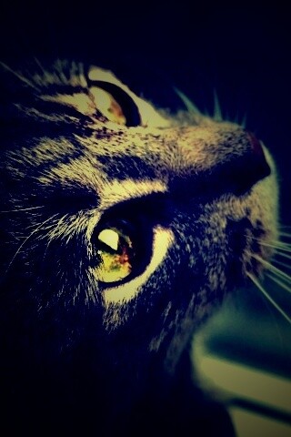 Кот с желтыми глазами обои