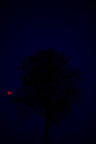 Дерево и птица обои