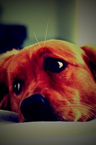 Лабрадор-ретривер обои