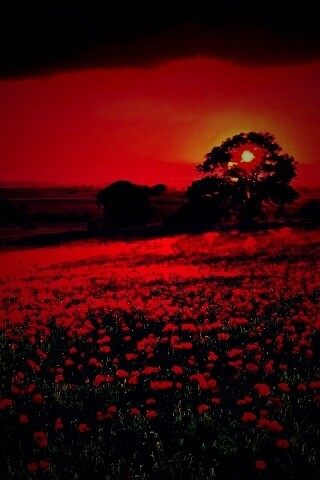 Закат на поле красных цветов обои