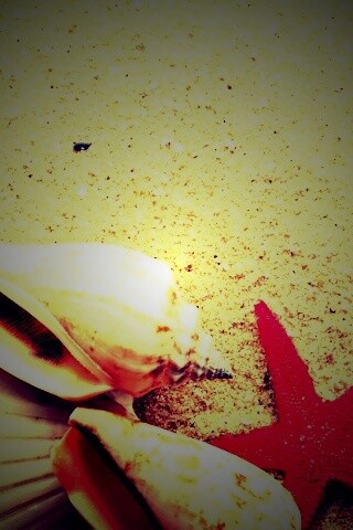 Морские раковины и звезды обои