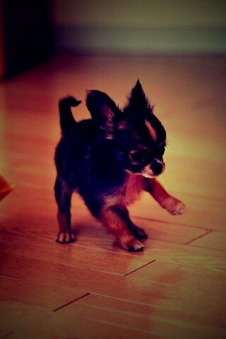 Щёнок той терьера обои