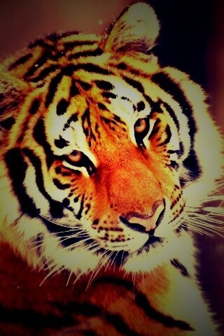 Тигр оборачивается обои