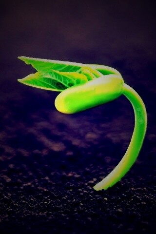 Макро фото зелёного росточка обои