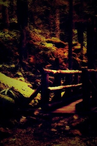 Бревенчатый мост в лесу обои