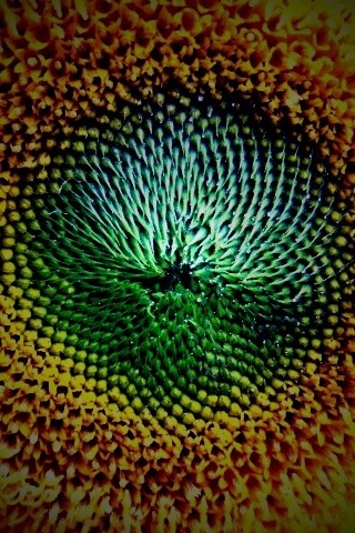 Недозревший подсолнух обои