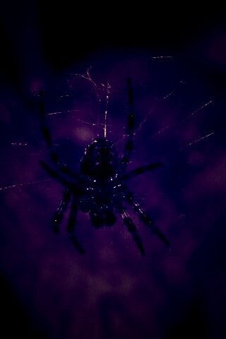 Паук на паутине обои