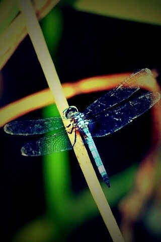 Стрекоза на тарвинке обои