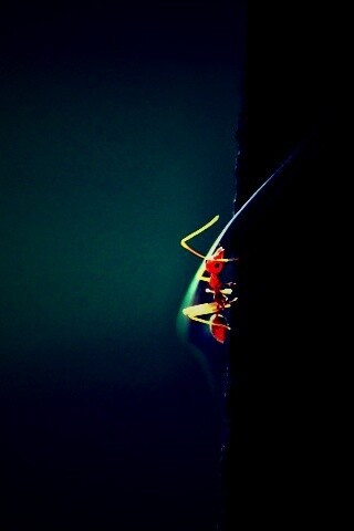 Муравей-пожарник обои