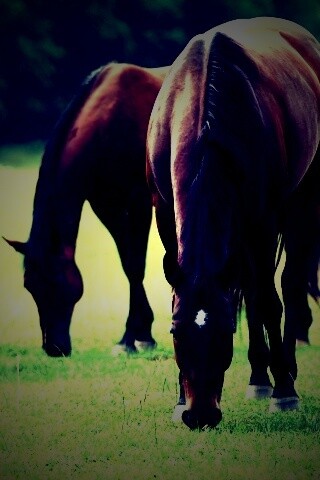 Время пощипать травку обои