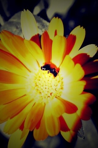 Оса на цветке обои