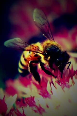 Пчела собирает пыльцу обои