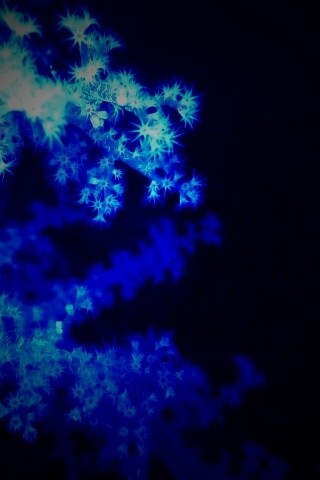 Кораллы обои