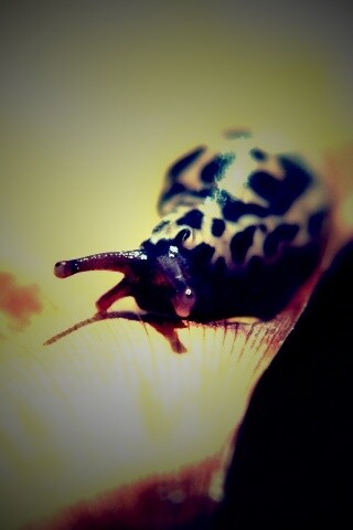 Ползущая улитка обои