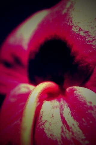 Розовый стебель обои