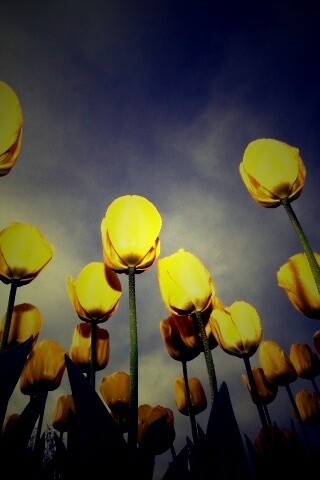 Жёлтые тюльпаны обои