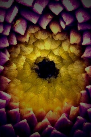 Сердцевина цветка обои