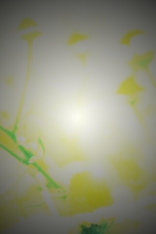 Летние цветы в лучах света обои