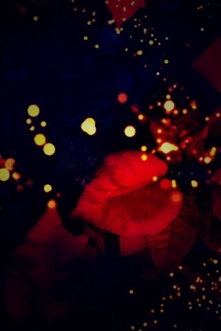 Бархатные лепестки обои