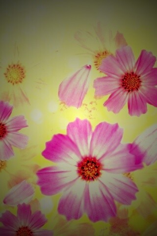 Цветочки обои