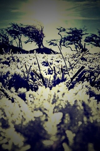 Утренний мороз обои