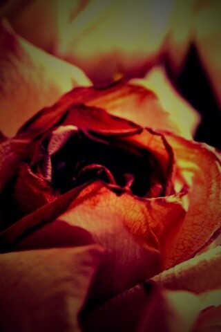 Увядающая роза обои