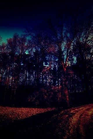 Дорога в лес обои