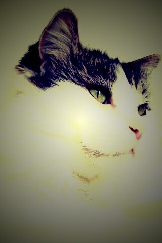 Белый кот с серой макушкой обои