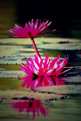 Цветущие кувшинки обои