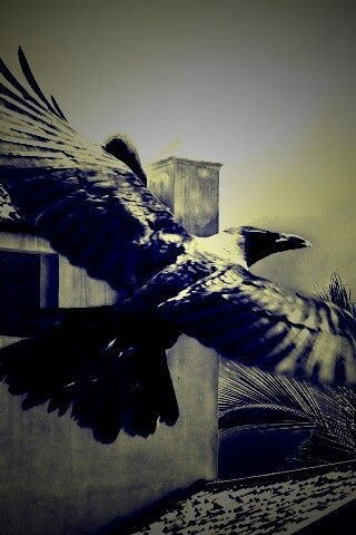 Полёт ворона обои