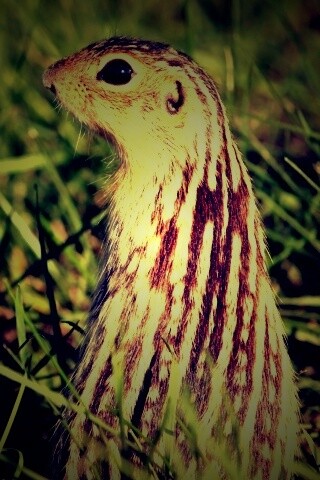 Сурок в стойке обои