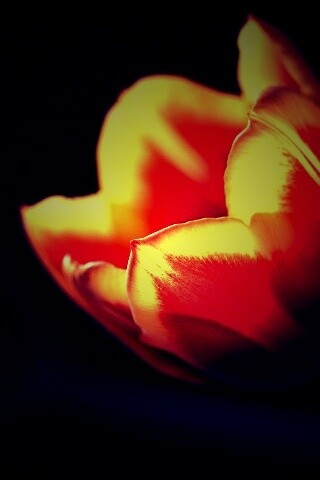 Тюльпаны в темноте обои