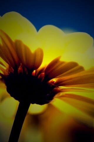 Макро-фото желтого цветка обои