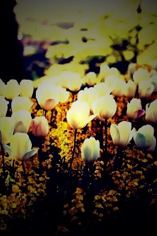 Белые тюльпаны обои