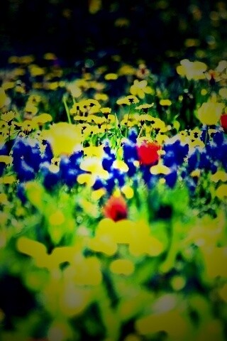 Все краски весны обои