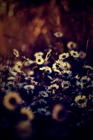 Поле ромашек обои