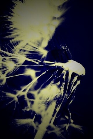 Сдутый одуванчик обои