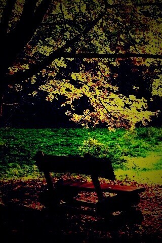 Скамейка под деревом обои