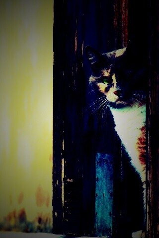 Загадочный кот обои