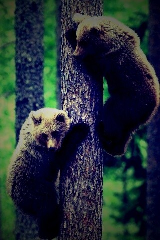 Медвежата обои