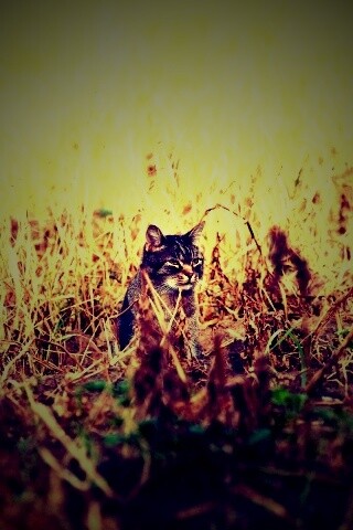 Спрятавшийся кот обои