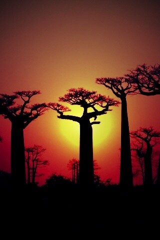 Баобабы на закате обои