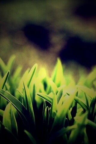 Сочная нежная трава обои