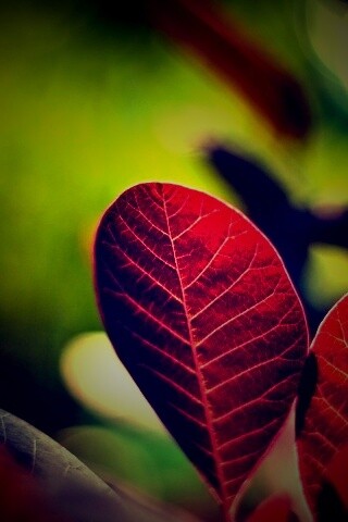 Красные листья обои