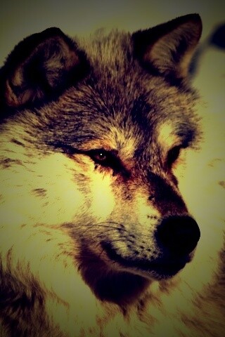 Лайка на снегу обои