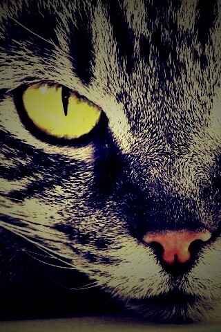 Пристальный кошачий взгляд обои