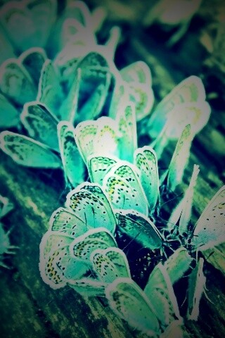 Голубые бабочки обои