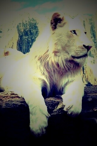 Белый лев обои